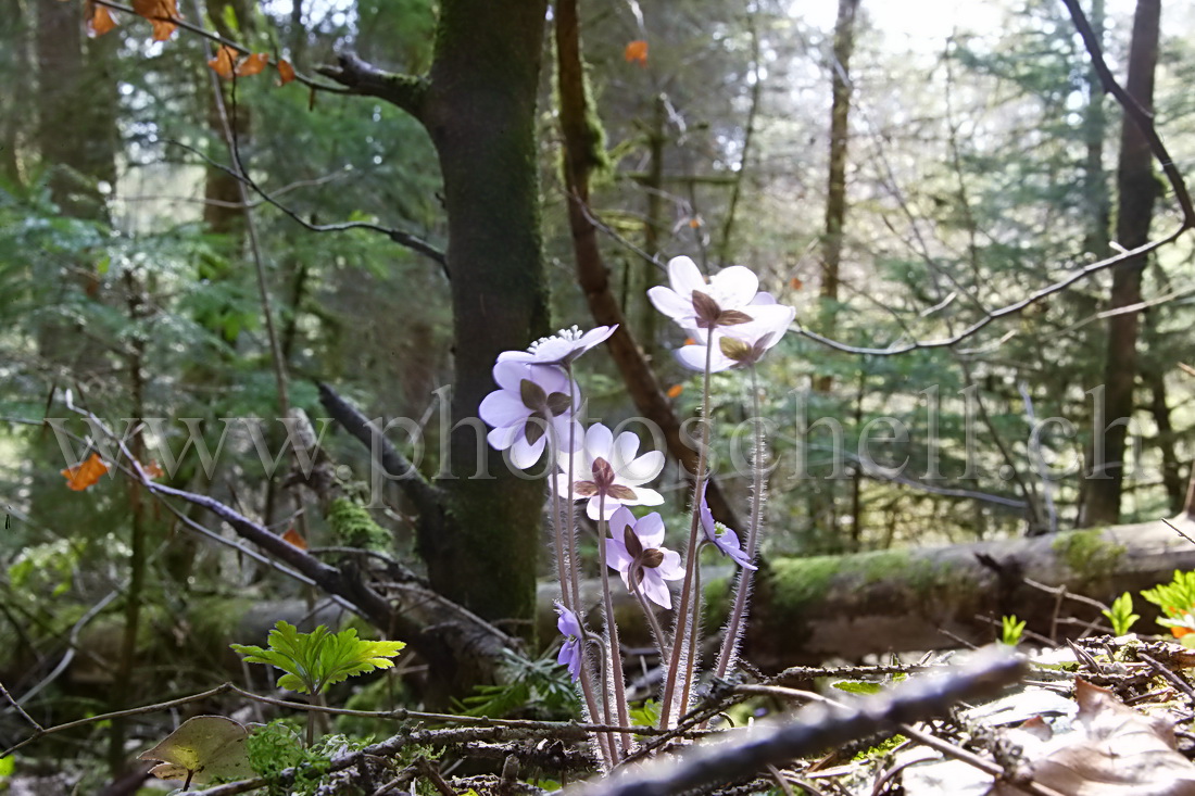 Fleurs dans la lumière