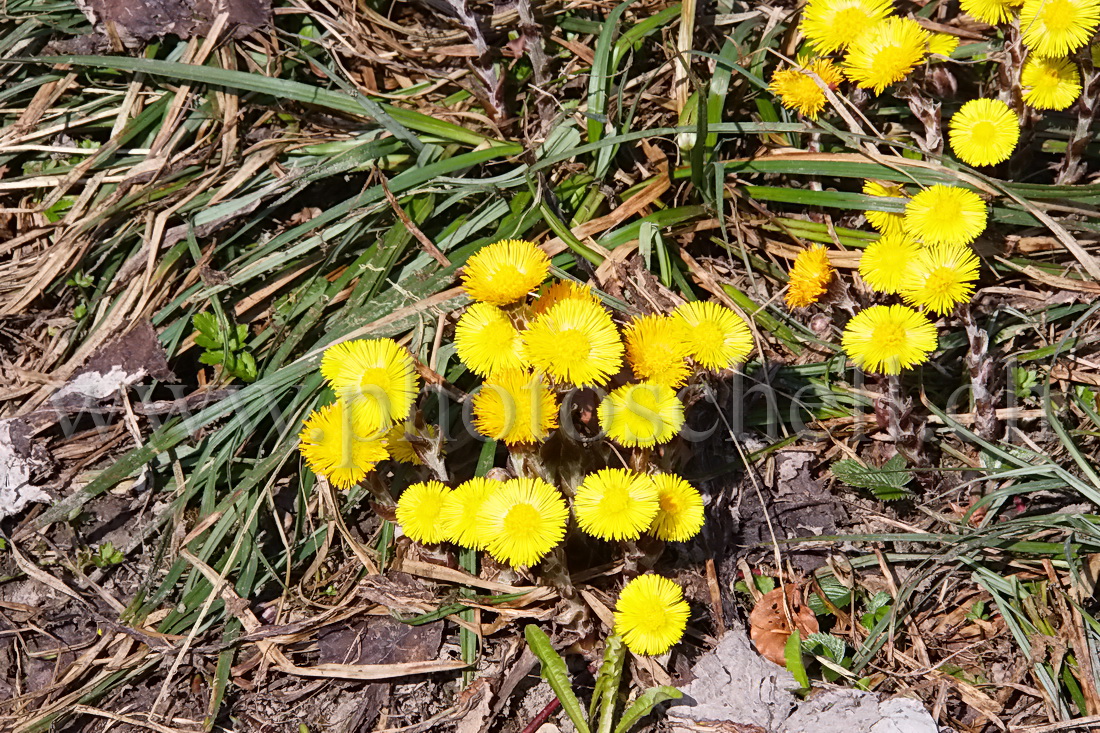 Fleurs dans la lumière