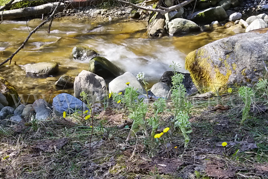 Fleurs au bord de l'eau