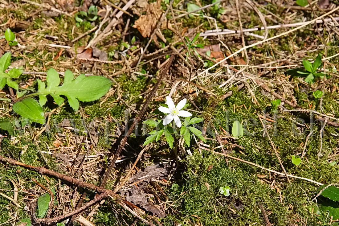 Etoile de la forêt