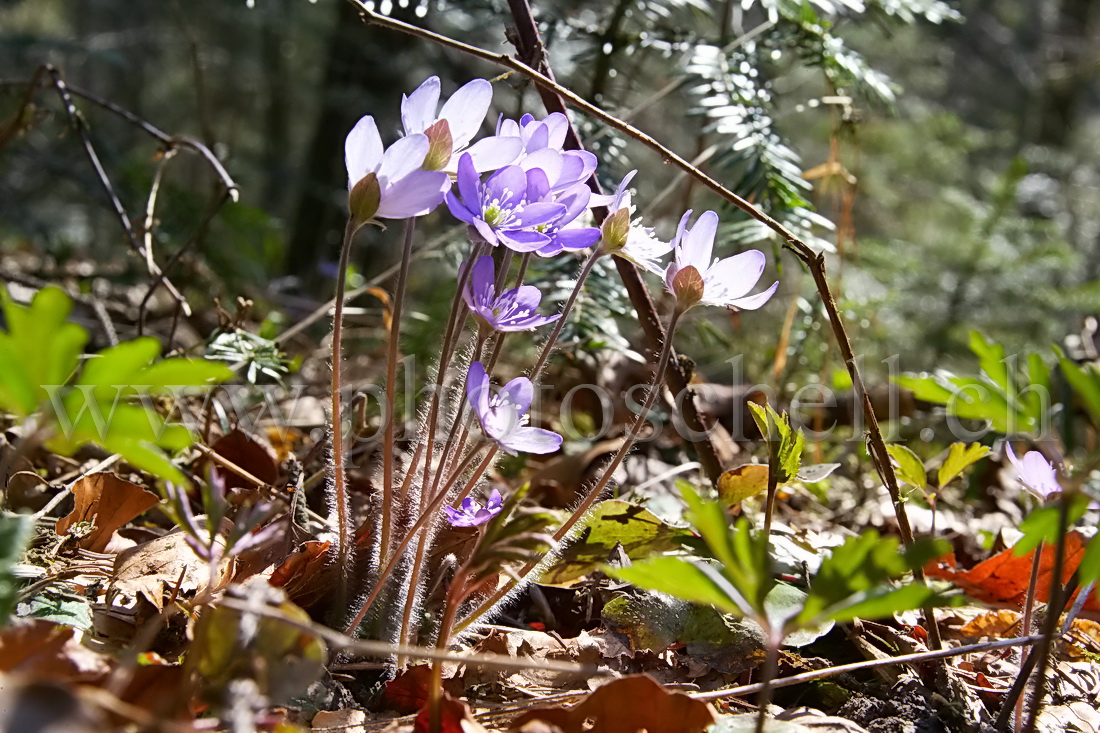 Petites fleurs