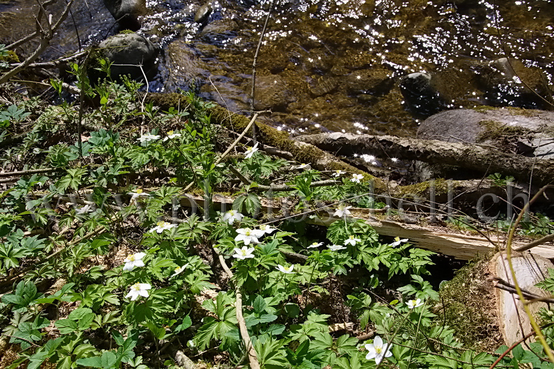 Fleurs au bord de l'eau