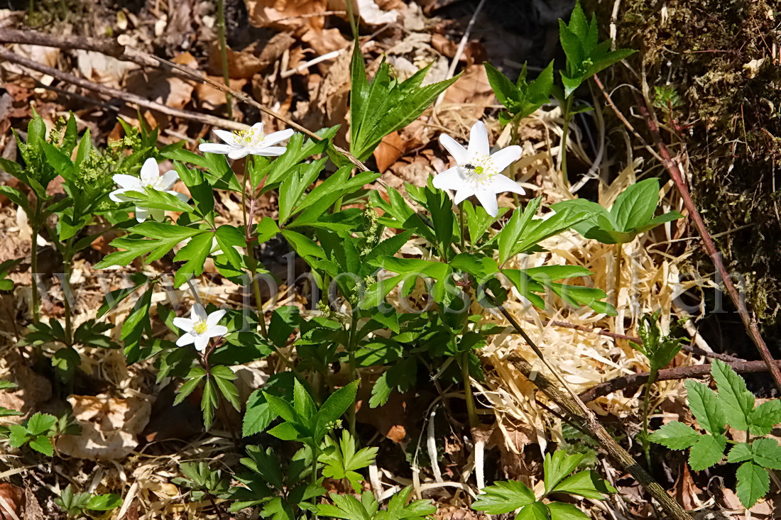 Sourire de fleur