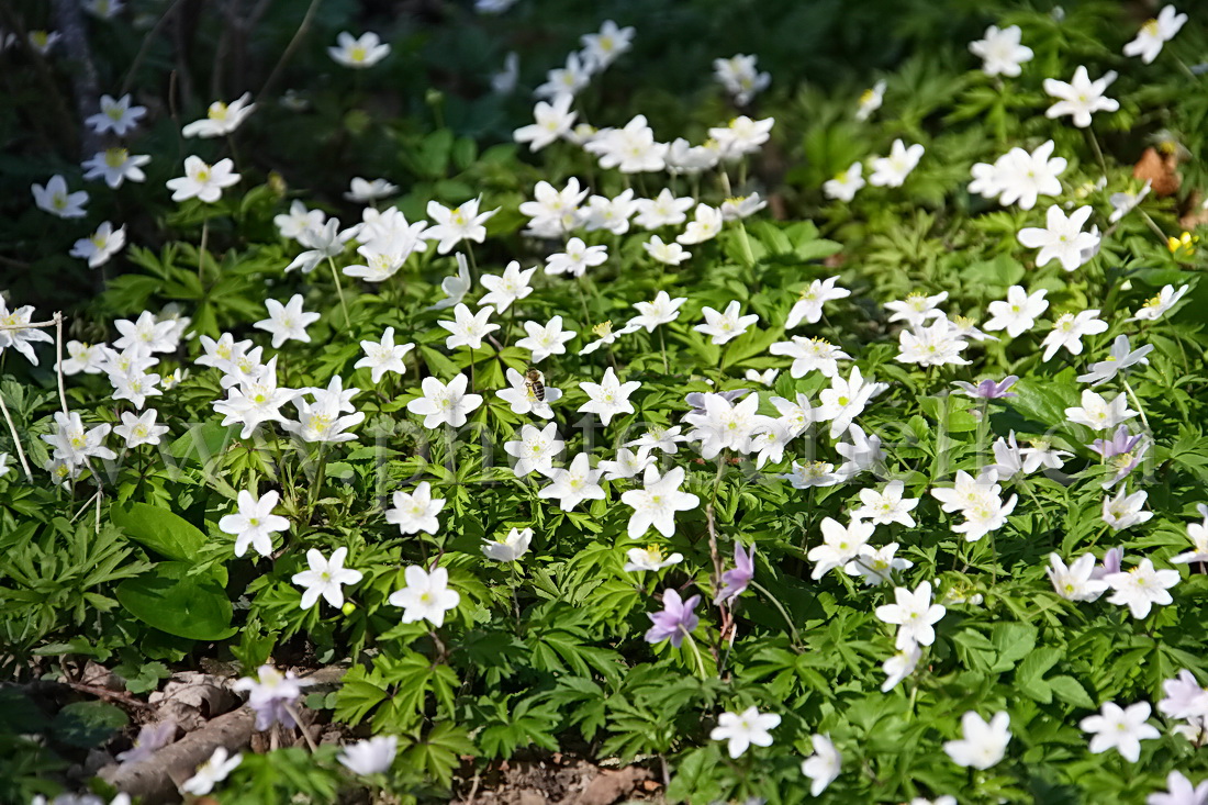 Fleurs...