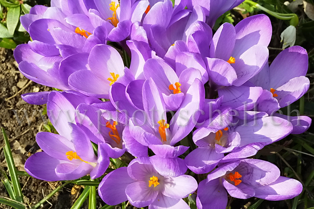 Crocus violets