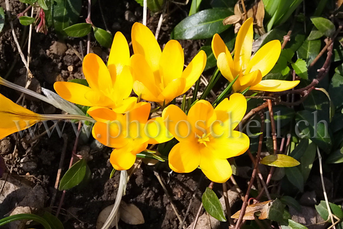 Crocus jaunes