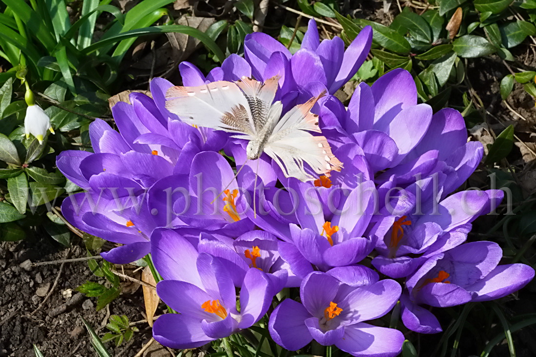 Crocus et un faux papillon