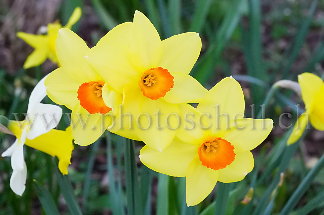 Fleur du printemps