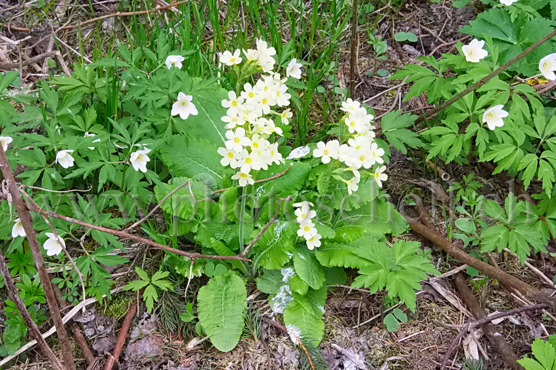 Fleurs de la forêt