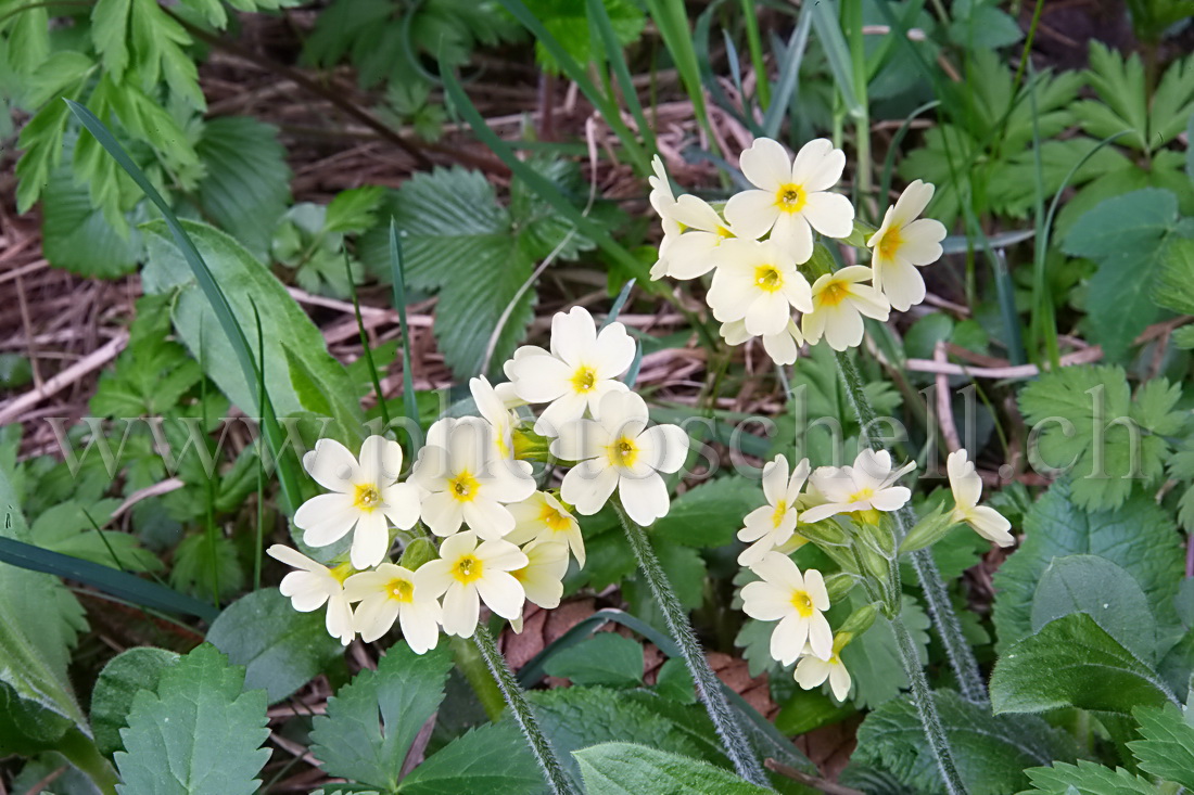 Fleurs du printemps