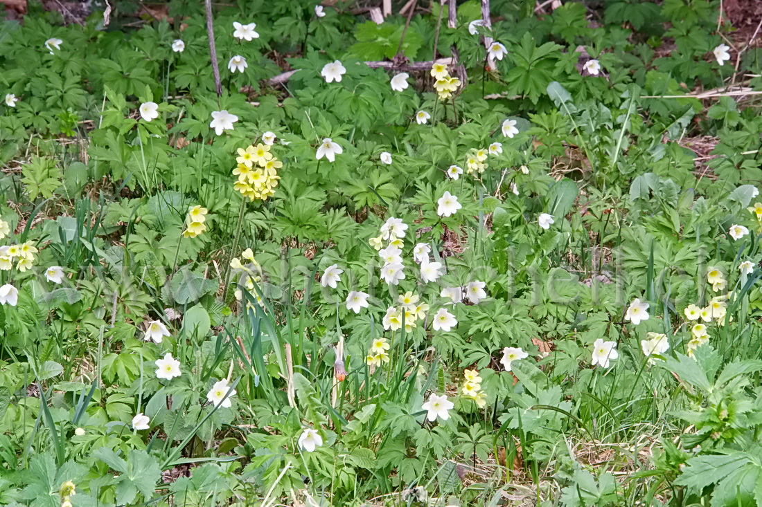 Tapis de fleurs