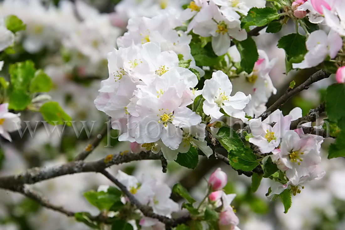 Pommier en fleur