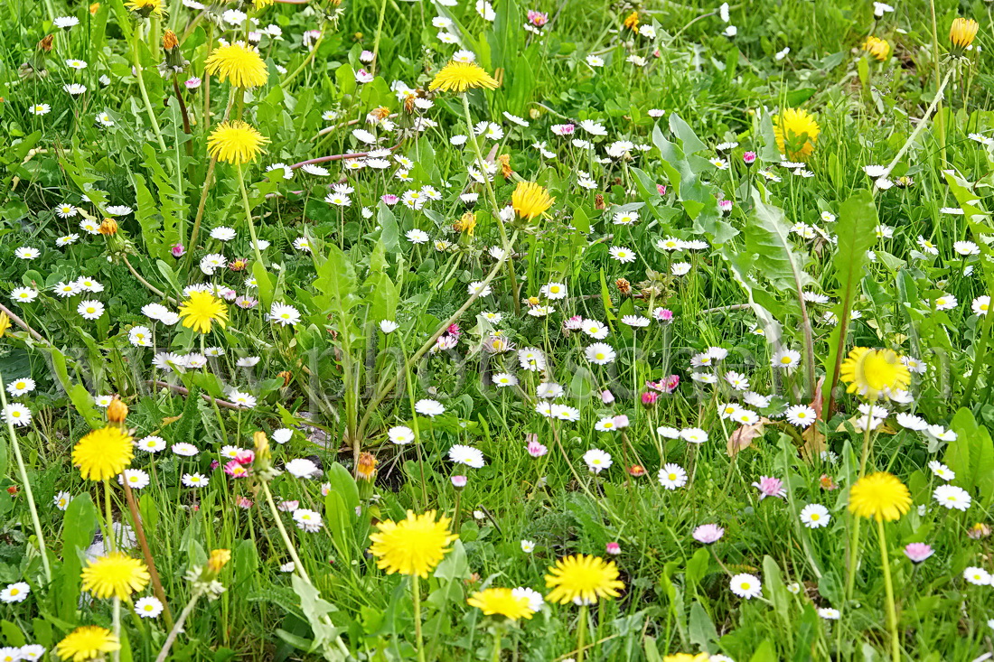 Fleurs des champs