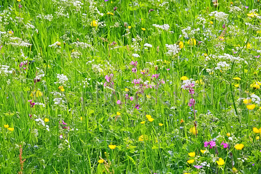 Fleurs des champs