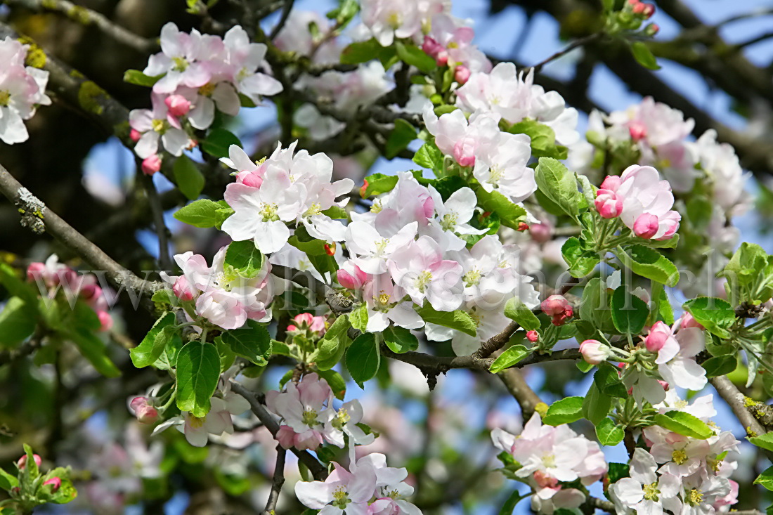 Pommier en fleur