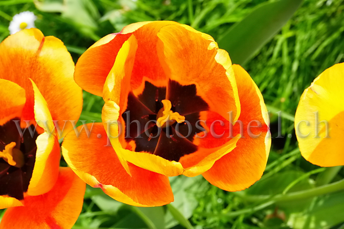 Tulipe