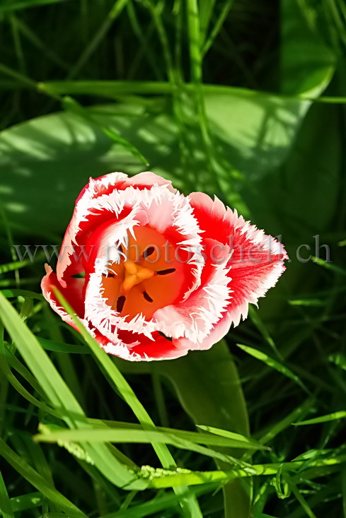 Tulipe