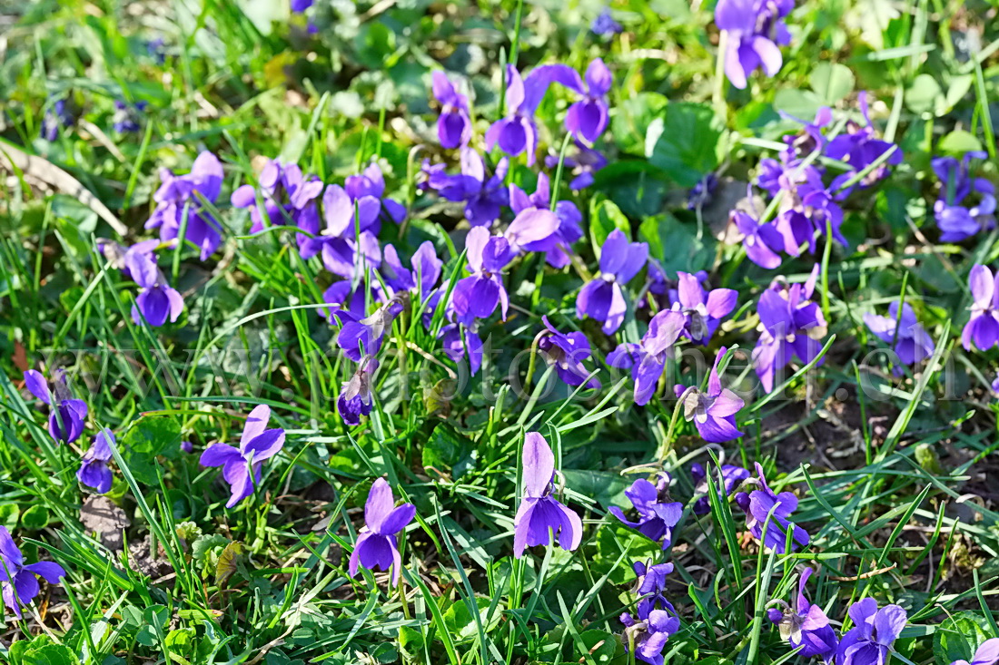 Violettes