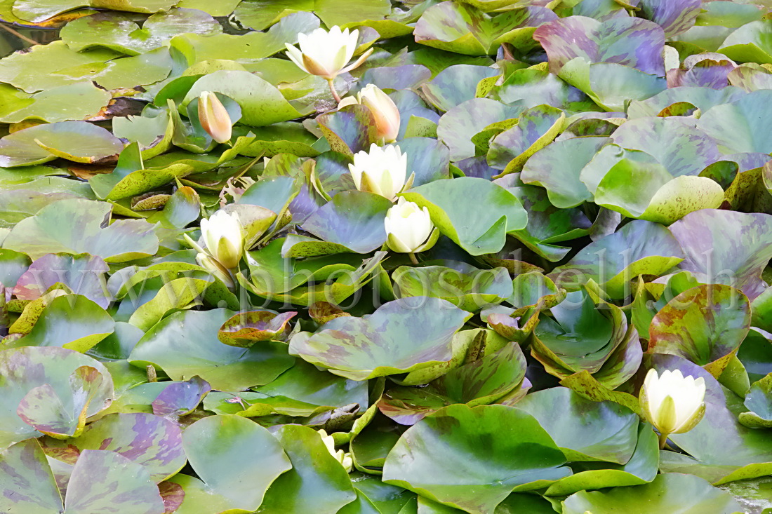 Nénuphars