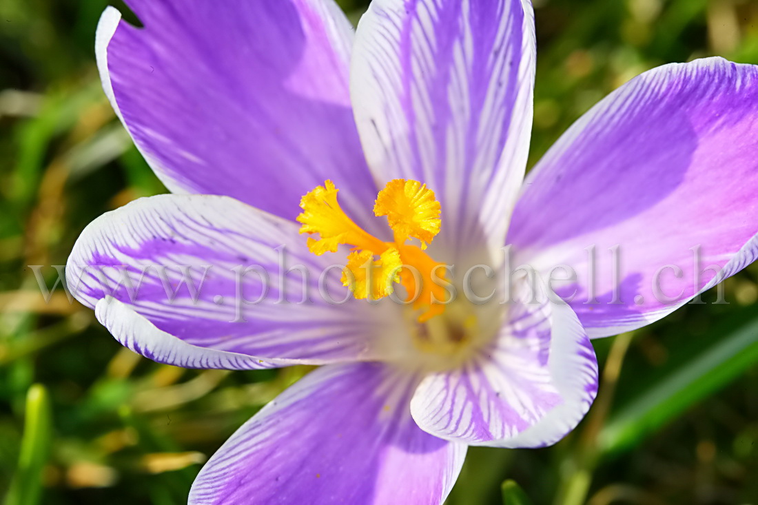 Crocus