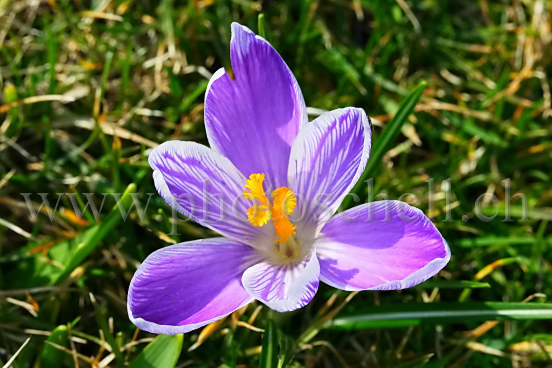 Crocus