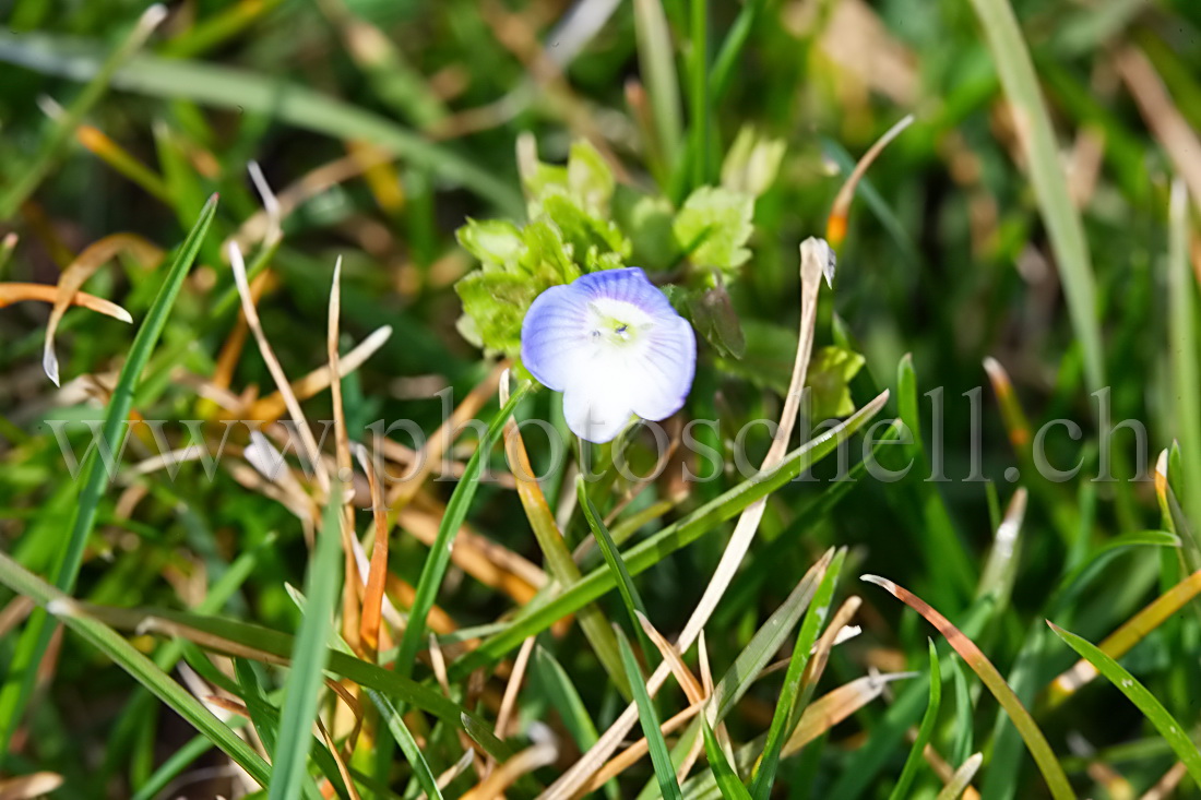 Fleur bleue