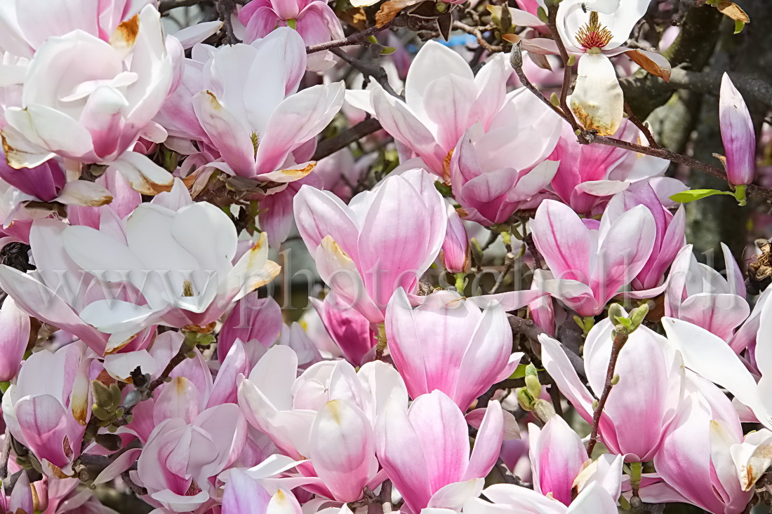 Fleurs de magnolia