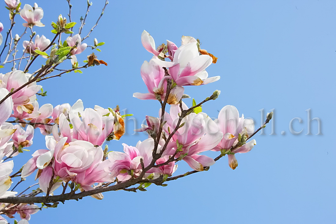 Fleurs de magnolia