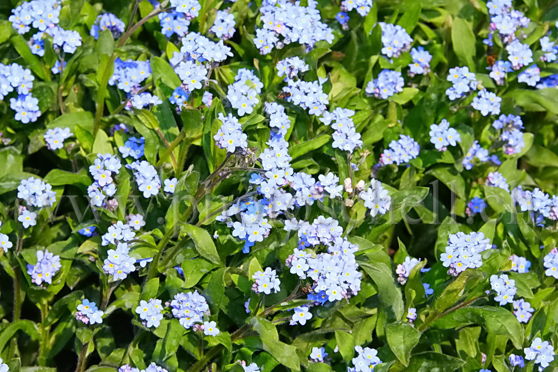 Myosotis