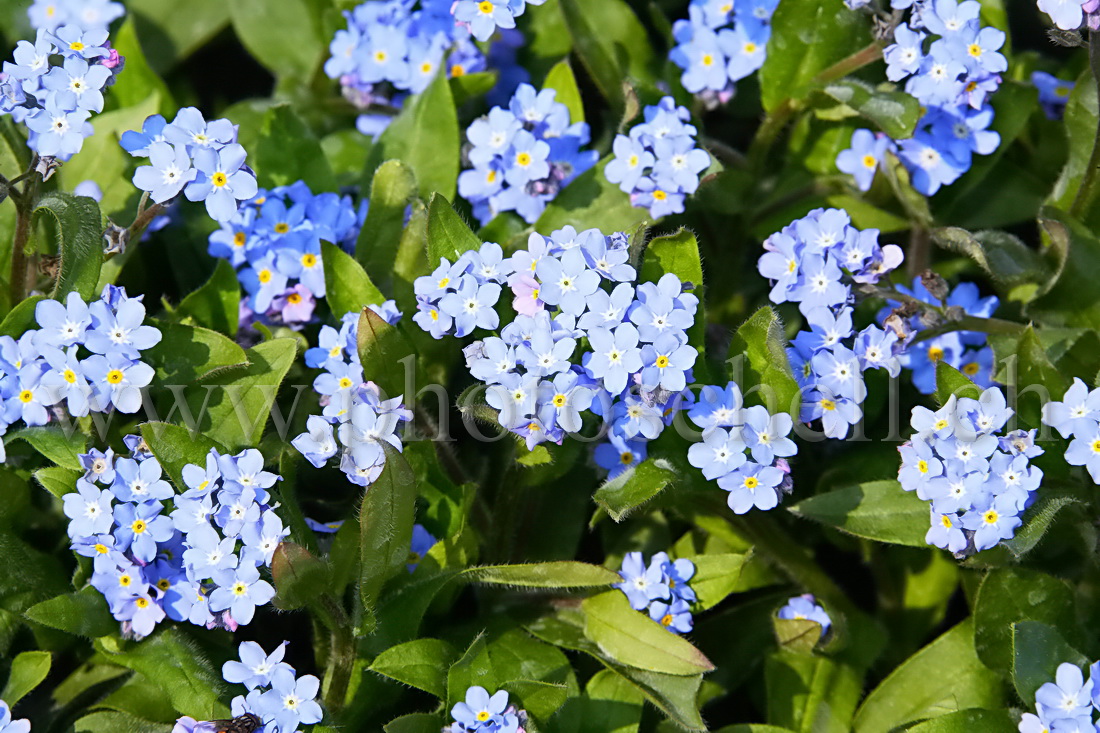 Myosotis