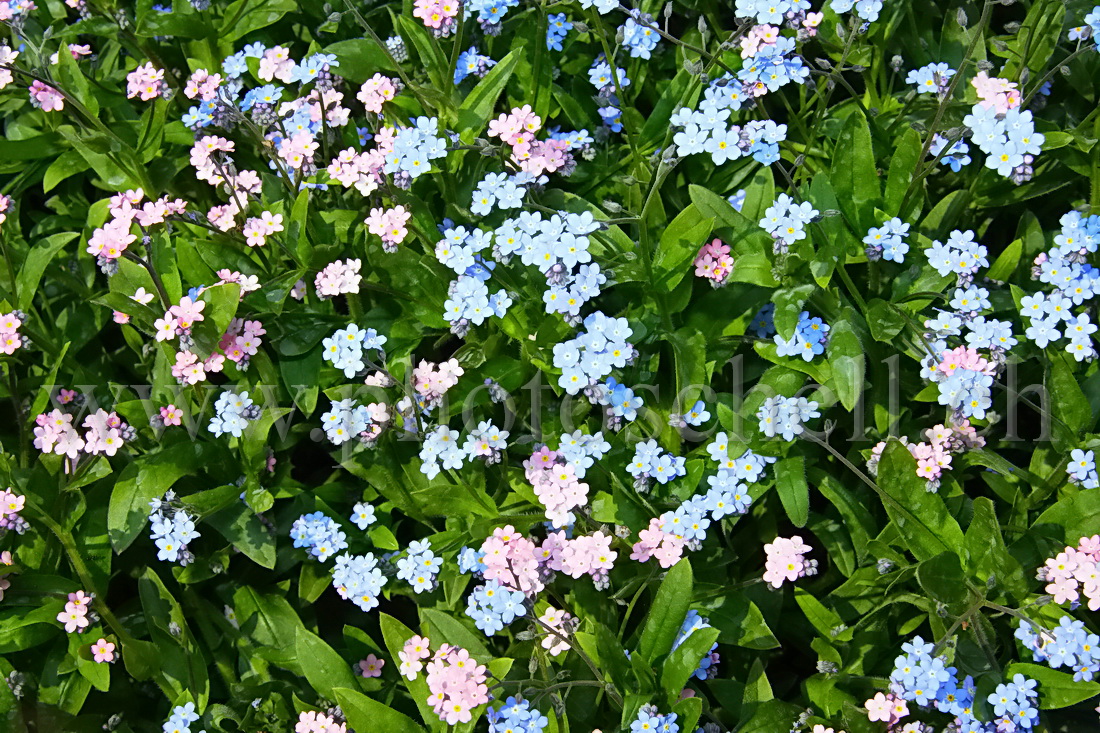 Myosotis