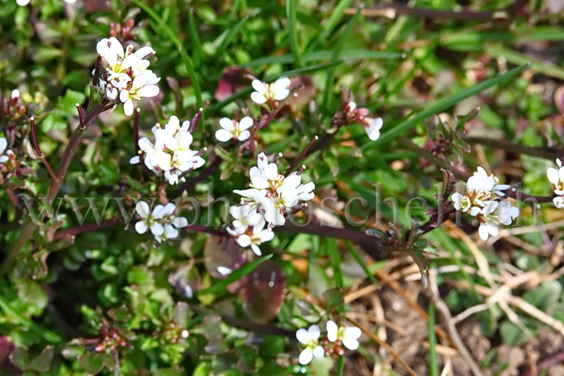 Fleur