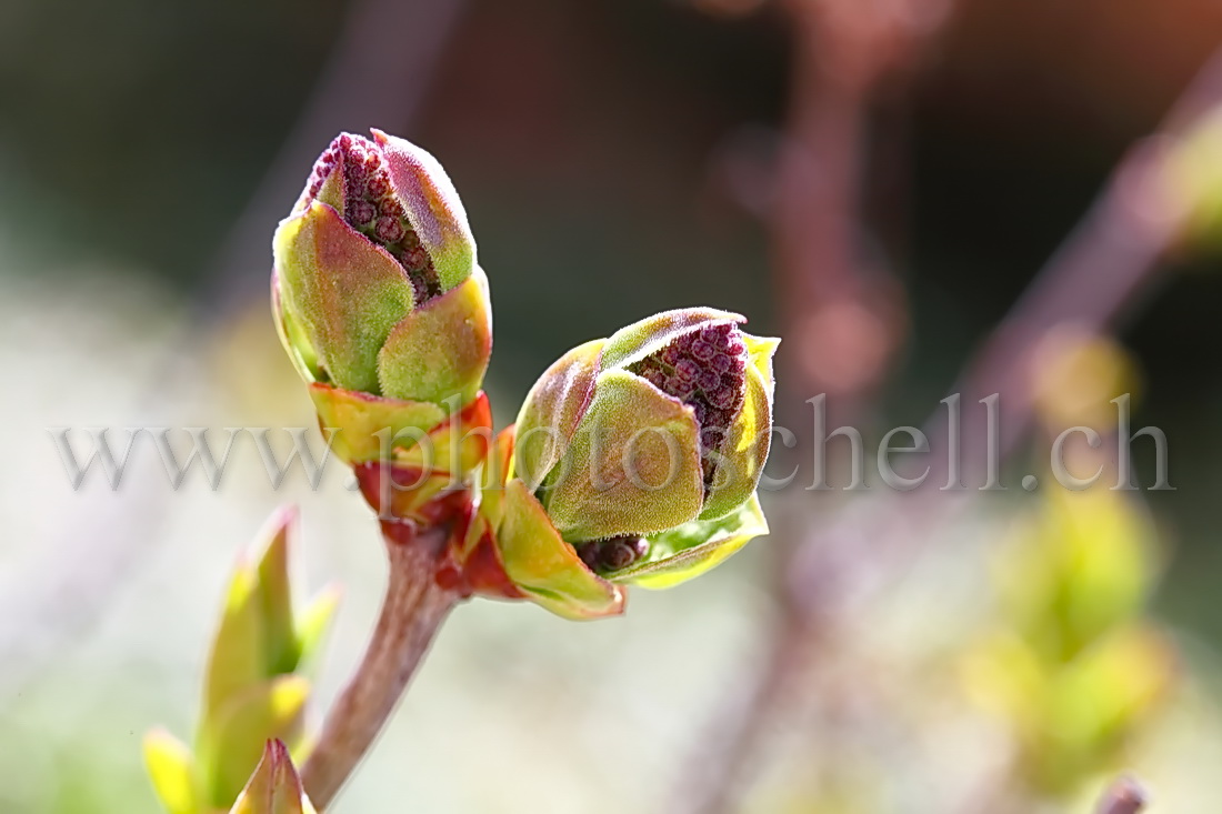 Bourgeons de lilas