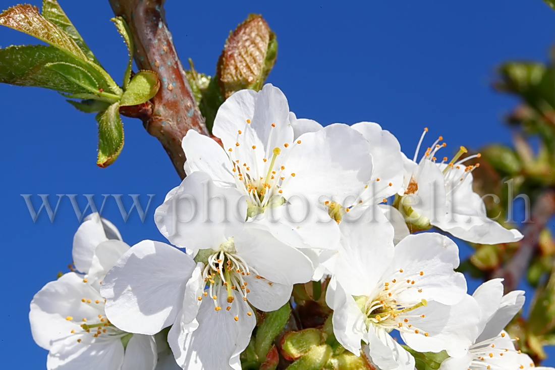 Fleurs de cerisier