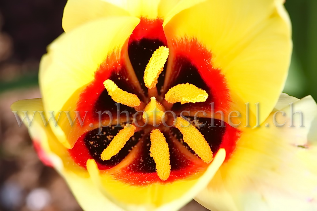 Intérieur d\'une tulipe