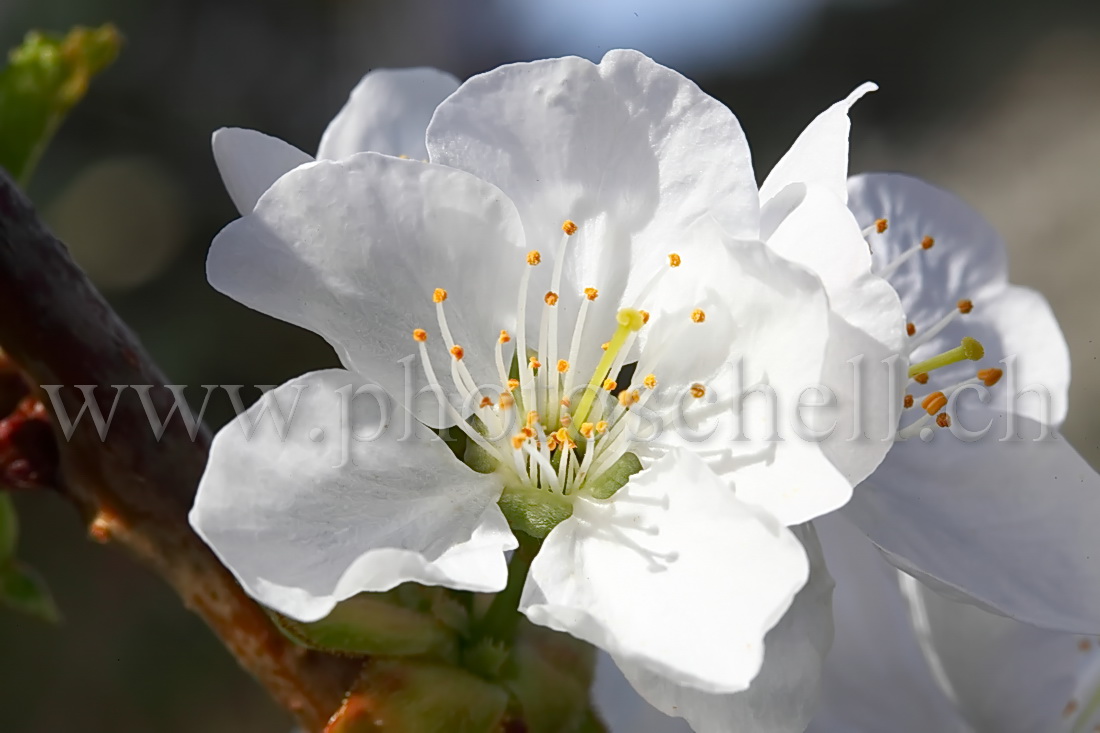 Fleur de cerisier en gros plan