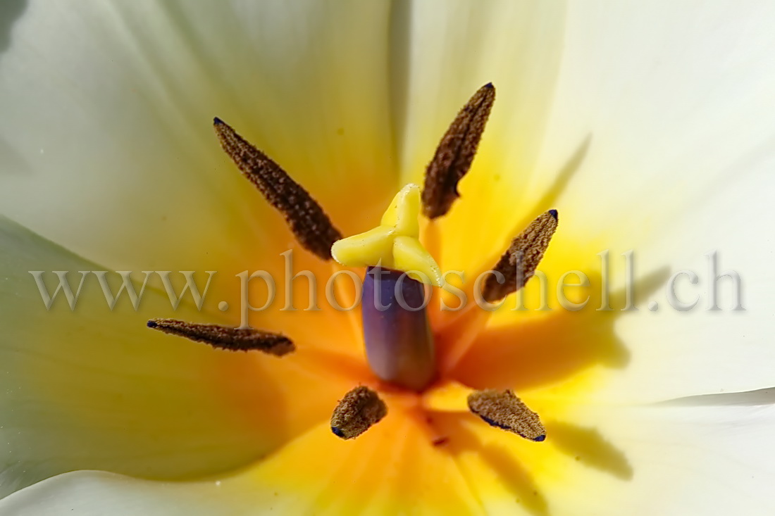 Détail des pistils d\'une tulipe