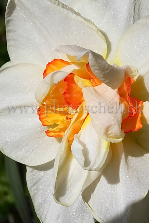 Narcisse bicolore