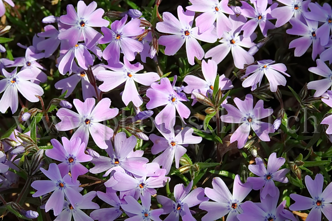 Fleurs violettes