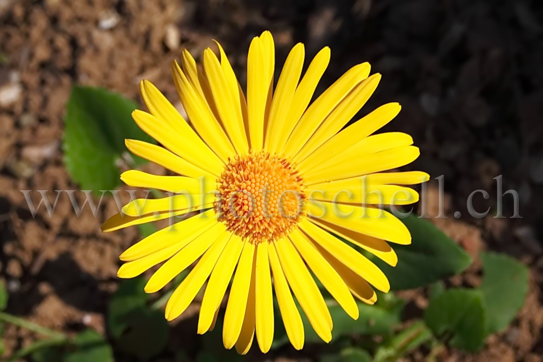 Pâquerette jaune