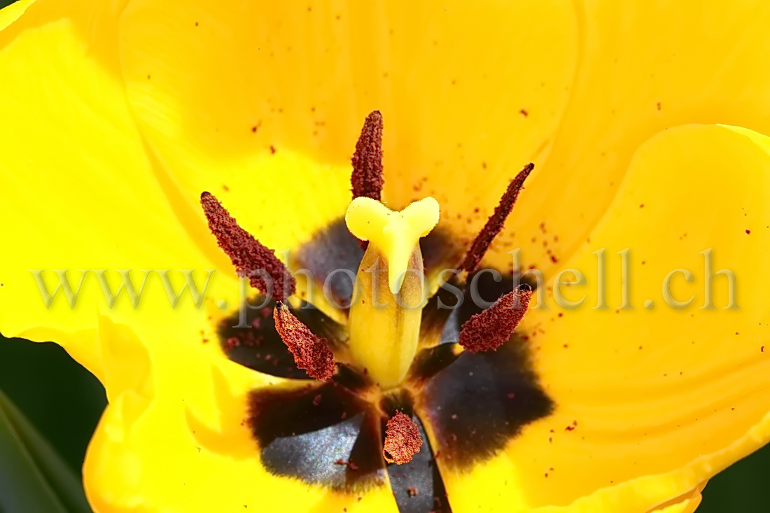 Tulipe, ses pistils et son pollen