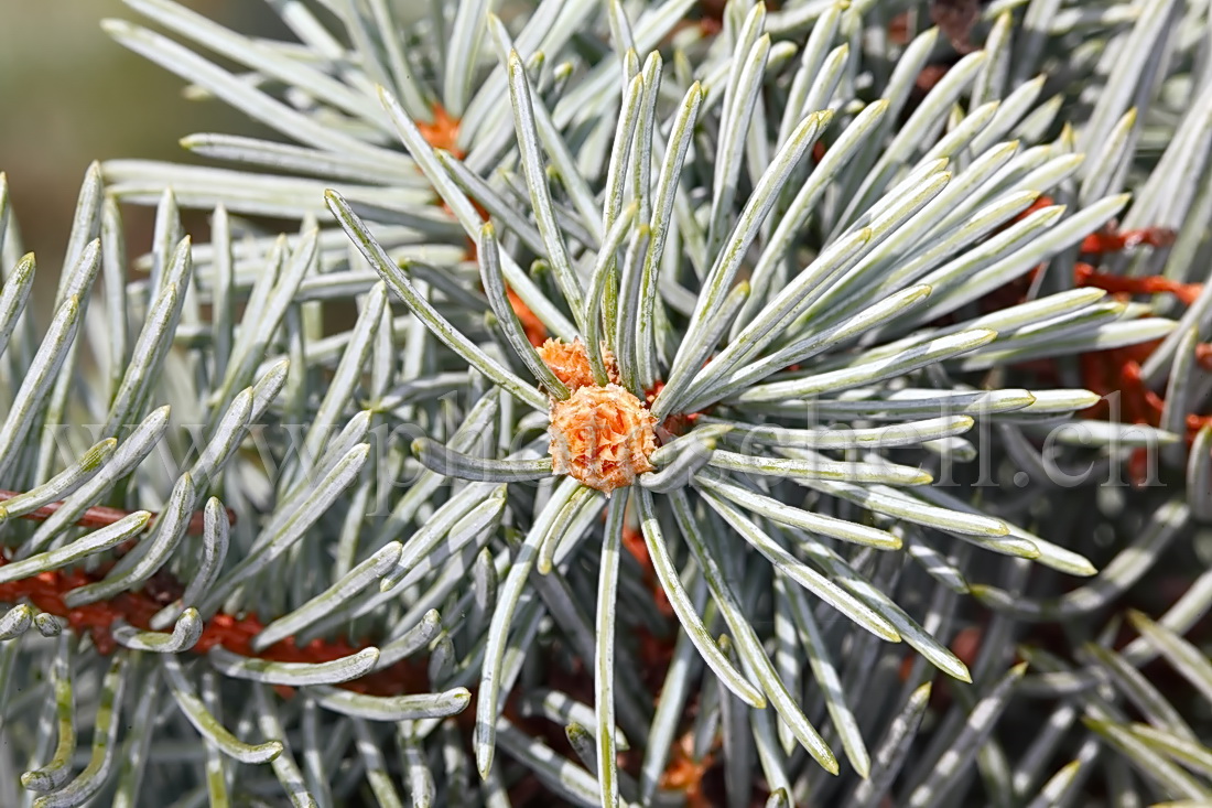 Jeune pousse de pomme de pin