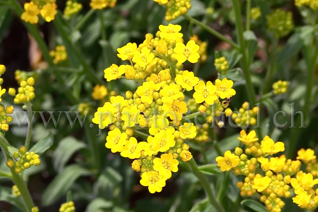 Fleurs de colza