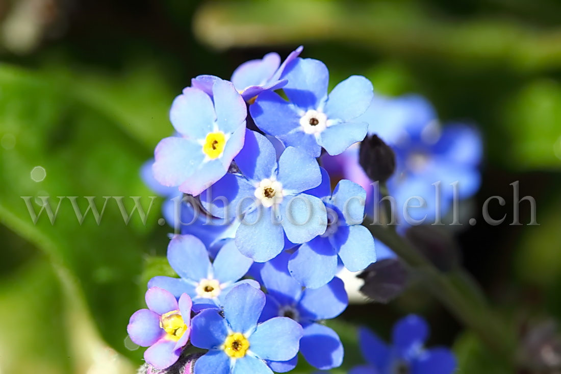 Myosotis