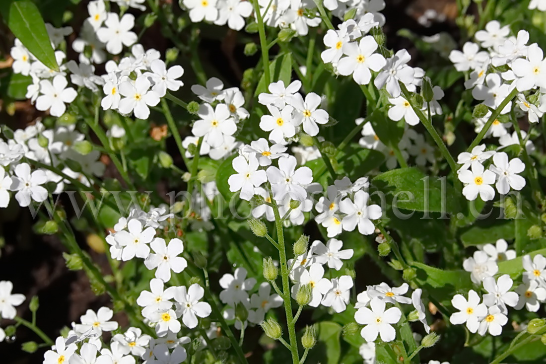 Myosotis blancs