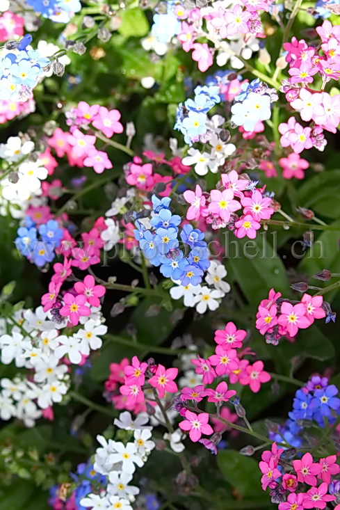 Myosotis multicolores