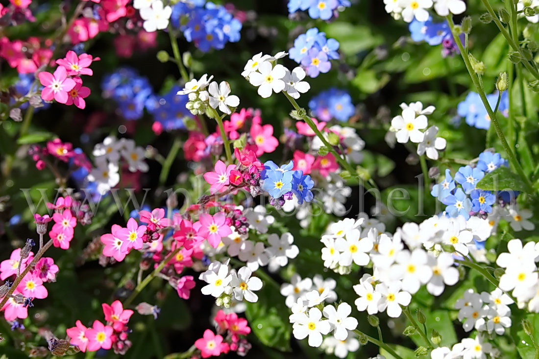 Myosotis multicolores