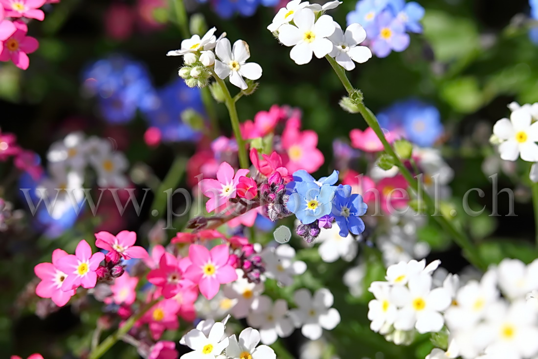 Myosotis multicolores