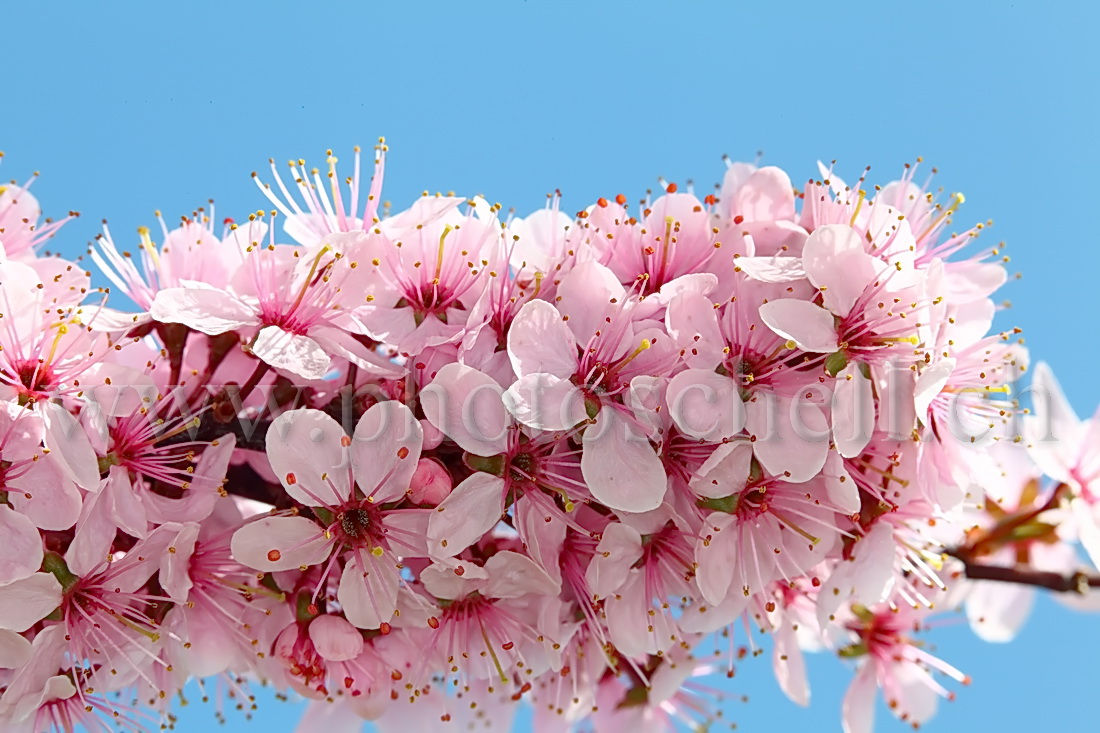 Fleurs roses en gros plan