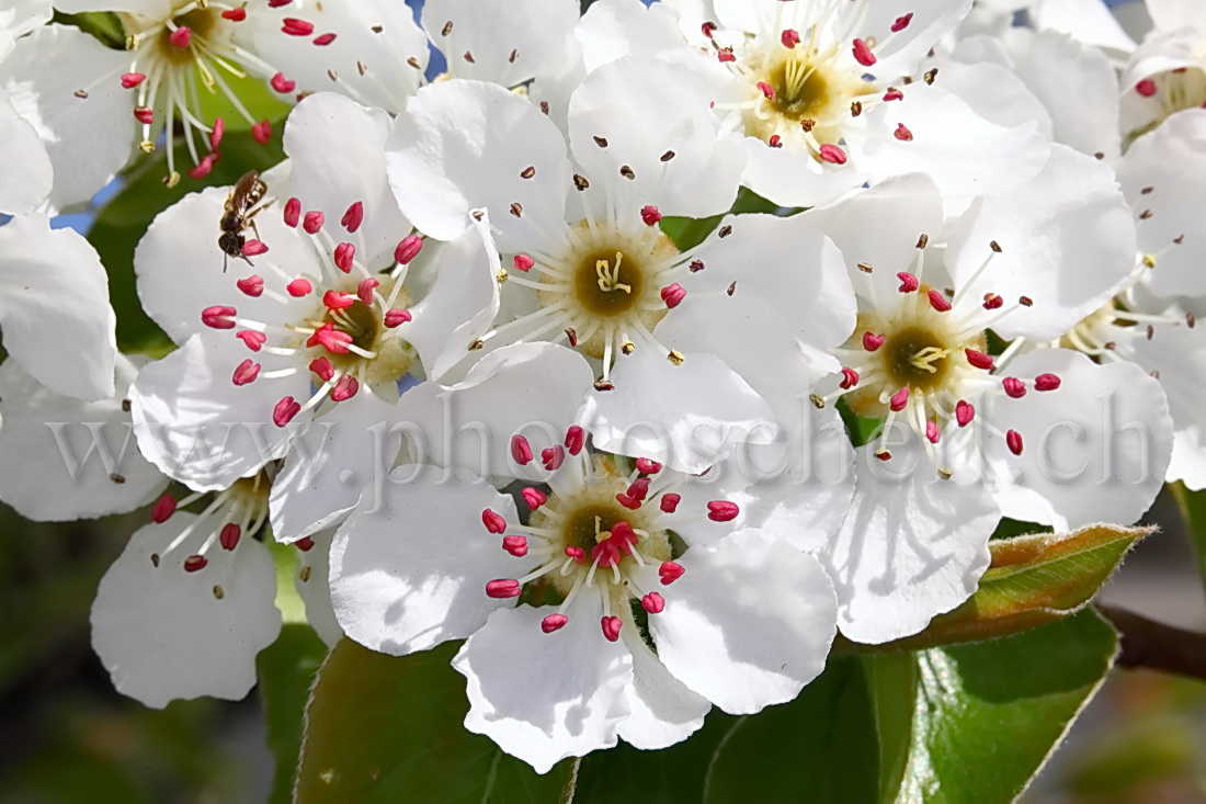 Fleurs de pommiers et leurs pistils rouges